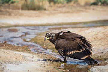 Steppe eagle / Aquila nipalensis. Chyornye Zemli (Black Lands) Nature Reserve, Kalmykia region, Russia.