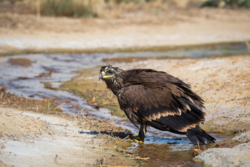 Steppe eagle / Aquila nipalensis. Chyornye Zemli (Black Lands) Nature Reserve, Kalmykia region, Russia.