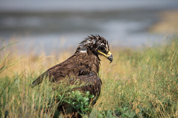 Steppe eagle / Aquila nipalensis. Chyornye Zemli (Black Lands) Nature Reserve, Kalmykia region, Russia.