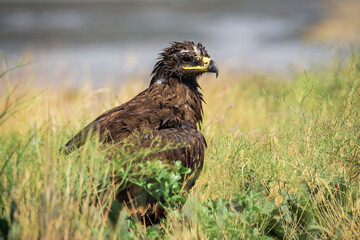 Steppe eagle / Aquila nipalensis. Chyornye Zemli (Black Lands) Nature Reserve, Kalmykia region, Russia.