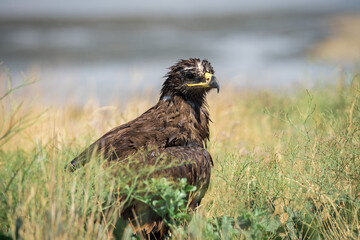 Steppe eagle / Aquila nipalensis. Chyornye Zemli (Black Lands) Nature Reserve, Kalmykia region, Russia.