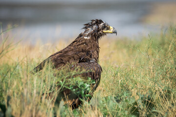 Steppe eagle / Aquila nipalensis. Chyornye Zemli (Black Lands) Nature Reserve, Kalmykia region, Russia.