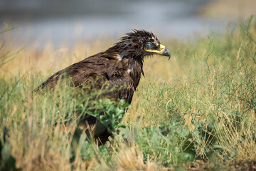 Steppe eagle / Aquila nipalensis. Chyornye Zemli (Black Lands) Nature Reserve, Kalmykia region, Russia.