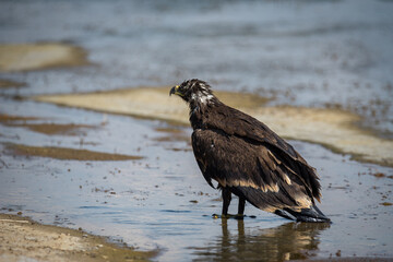 Steppe eagle / Aquila nipalensis. Chyornye Zemli (Black Lands) Nature Reserve, Kalmykia region, Russia.