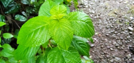 close up of green leaves