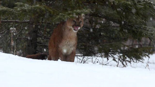 Mountain Lion walking in snow, Cougar in snow