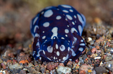Nudibranch (sea slug) - Tubulophilinopsis pilsbryi. Macro underwater world of Tulamben, Bali, Indonesia.