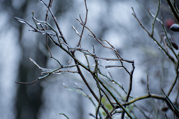 Winter background with frosted branches