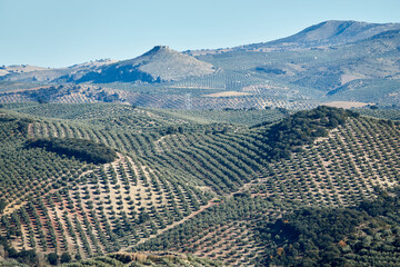 Andalusian countryside landscape with hills planted with olive trees and some holm oaks between them