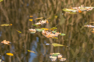 Kolorowe jesienne liście na wodzie, na rzece w Dolina Baryczy w Polsce, pływające liście rezerwat przyrody - obrazy, fototapety, plakaty