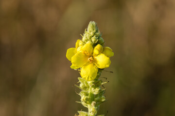 Żółty kwiat dziewanna Verbascum, kwiat łąkowy, żółty kwiat przyciąga owady, zapylanie - obrazy, fototapety, plakaty