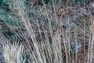 Unusual dried plant in a city park in late autumn