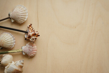 Fototapeta na wymiar wooden backgrond with sea shells