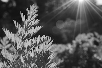 Vegetation in the sunlight. Black and white photo.