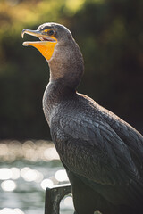 Cormorant stare