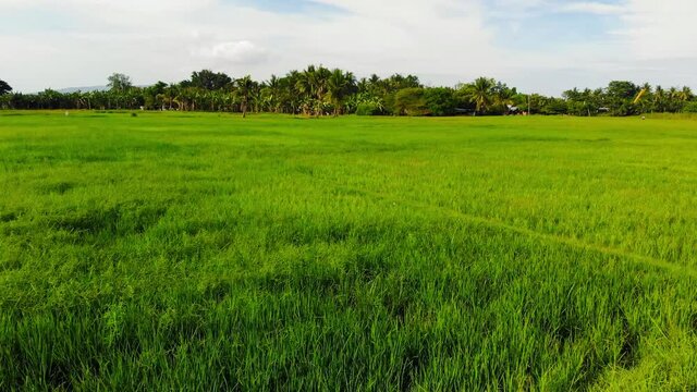 Aerial footage of a rice field from the Philippines (Negros Oriental, Central Visayas) showing the crop at early stages of growth.
