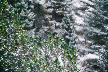 Winter landscape with christmas fir tree covered with snow. Snowy mountainous landscape in wintry cold season.