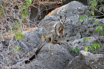 Rock wallaby in Cape Range National Park, Western Australia 
