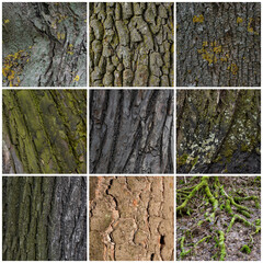 Tree bark texture set. Tree trunks with natural bark patterns on the surface. Collection of wood backgrounds.