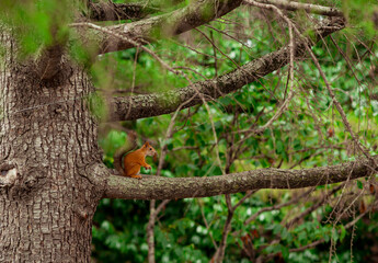red squirrel sitting on a brown tree