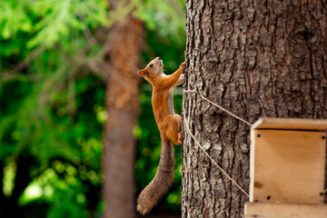 red, fluffy squirrel sitting on a brown tree