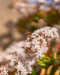 Obraz premium Succulent plant in bloom. Beautiful small white and pink flowers, and honeybee