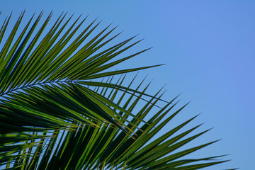hojas de palmera verdes con fondo al cielo azul 