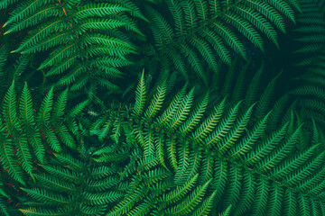 Green fern leaves close up in tropical forest.Beautiful floral background in dark green color © Hanna Tor