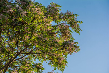 ramas de árbol iluminado por el sol del atardecer. Melia azedarach, llamado popularmente cinamomo,...