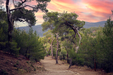 Pine trees on a dirt road(Trekking way) on way to Altar of Zeus at Kucukkuyu Assos, Canakkale. Zeus...