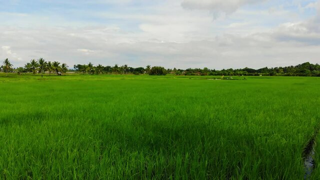 A low altitude aerial footage over a rice field from the Philippines (Negros Oriental, Central Visayas).
