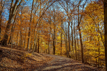 Fototapeta na wymiar Golden fall in South Mountain Reservation in New Jersey, USA