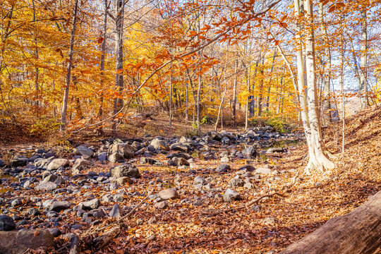 Golden Fall In South Mountain Reservation In New Jersey, USA