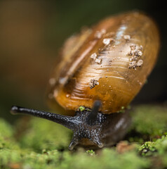 Very close magnification macro photograph of a garden snail