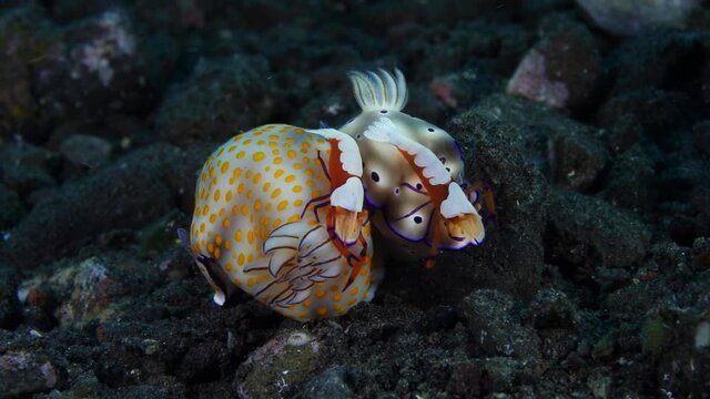 Sea slugs Hypselodoris pulchella and Hypselodoris tryoni and a couple of shrimps -Zenopontonia rex. Underwater macro life of Tulamben, Bali, Indonesia.