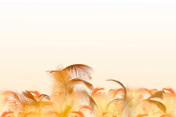 Fototapeta na wymiar feather frame texture as background with text copy space