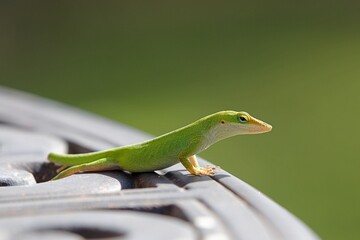 friendly green lizard