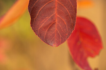 カナダザイフリボクの紅葉　秋