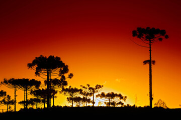 Arvores Araucarias ao entardecer. Santa Catarina