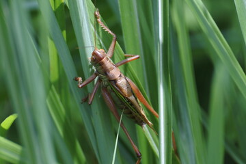 Migratory locust is on a leaf of the grass family.