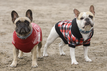 Piebald and fawn female Frenchies dressed up and posing at the beach
