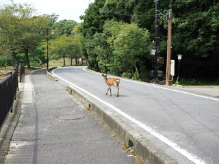 広島宮島、帰り道。