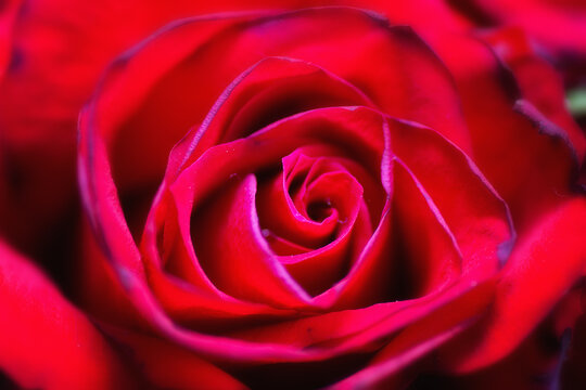 Closeup macro image of a beautiful red rose