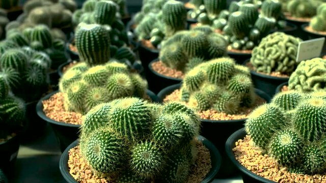 Various cactuses in pot , Beautiful Barrel Cactus