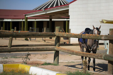 Tired horse waiting at the horse farm.