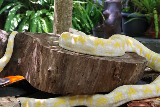 Golden yellow Python the snake

