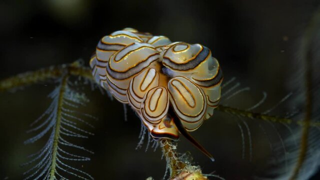 Donut nudi - nudibranch (sea slug) - Doto greenamyeri. Macro underwater life of Tulamben, Bali, Indonesia.	