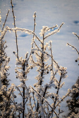 Fresh frost on tree branches on a frosty winter morning.