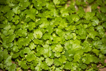 Fresh growing Parsley leaves in the United Arab Emirates