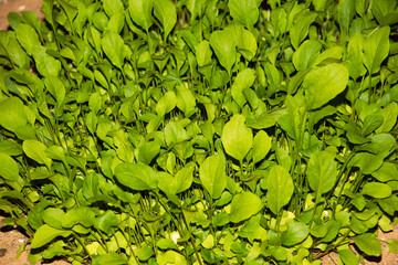 Fresh growing Rocket leaves, also known as Arugula, in the United Arab Emirates
